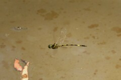 Parasynthemis regina