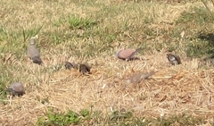 Streptopelia tranquebarica humilis