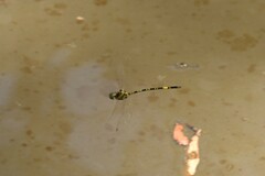 Parasynthemis regina