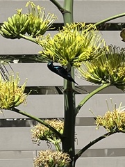 Cinnyris asiaticus