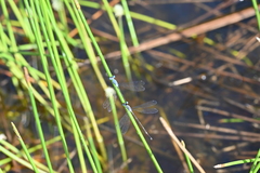 Lestes praemorsus
