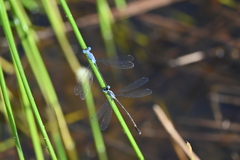 Lestes praemorsus