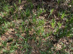 Chlorogalum pomeridianum