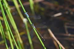 Lestes praemorsus