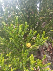 Athrotaxis selaginoides