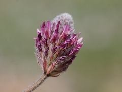 Trifolium purpureum