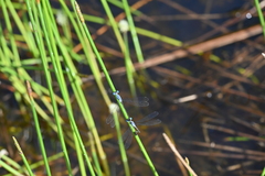 Lestes praemorsus