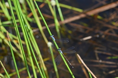 Lestes praemorsus