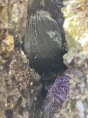 Haliotis cracherodii