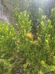 Athrotaxis selaginoides