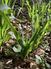 Chlorogalum pomeridianum