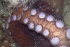 Callistoctopus dierythraeus