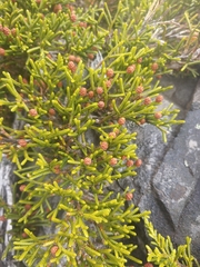 Microcachrys tetragona