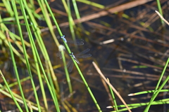 Lestes praemorsus