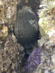 Haliotis cracherodii