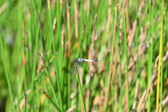 Aethriamanta gracilis