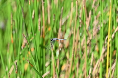 Aethriamanta gracilis