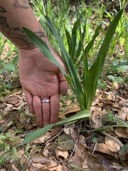 Chlorogalum pomeridianum