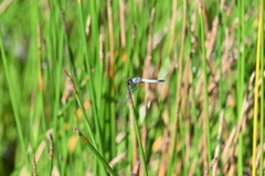 Aethriamanta gracilis