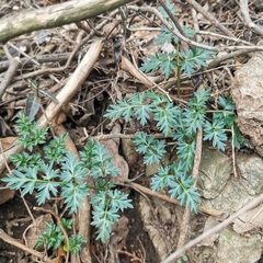 Changium smyrnioides
