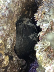 Haliotis cracherodii