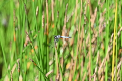 Aethriamanta gracilis