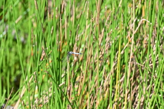 Aethriamanta gracilis