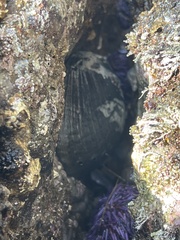 Haliotis cracherodii