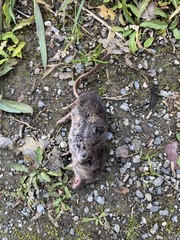 Sorex vagrans