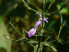 Dicliptera paniculata