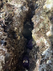 Haliotis cracherodii