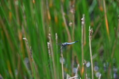 Aethriamanta gracilis