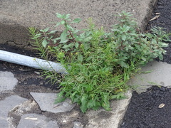 Sisymbrium erysimoides