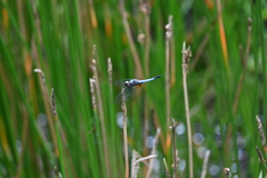 Aethriamanta gracilis