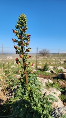 Scrophularia rubricaulis