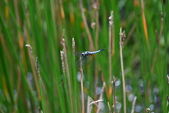 Aethriamanta gracilis