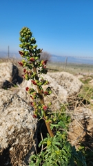 Scrophularia rubricaulis