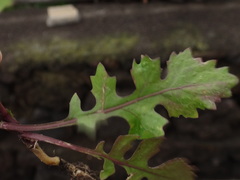 Sisymbrium erysimoides