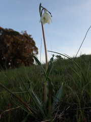 Fritillaria liliacea