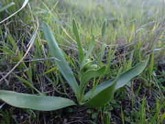 Fritillaria liliacea