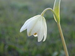 Fritillaria liliacea