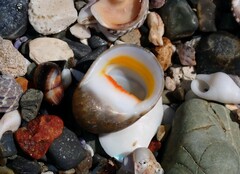 Nerita erythrostoma