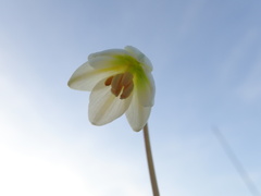 Fritillaria liliacea