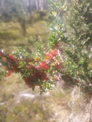 Coprosma quadrifida