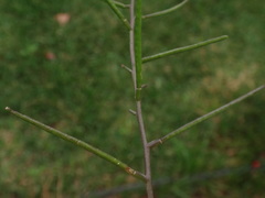 Sisymbrium erysimoides