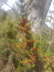 Coprosma quadrifida