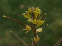 Sisymbrium erysimoides