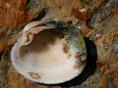 Periglypta reticulata