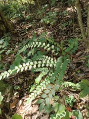 Zanthoxylum scandens