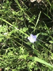 Nemophila